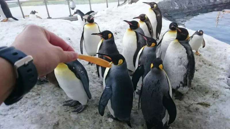 驚人事實!國王企鵝每年「嘴都會掉下來」 動物園:搜集滿滿一盒