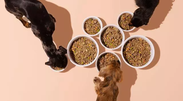 狗糧的成分表該怎麼看?這5個小細節,才是判斷狗糧的重要標準