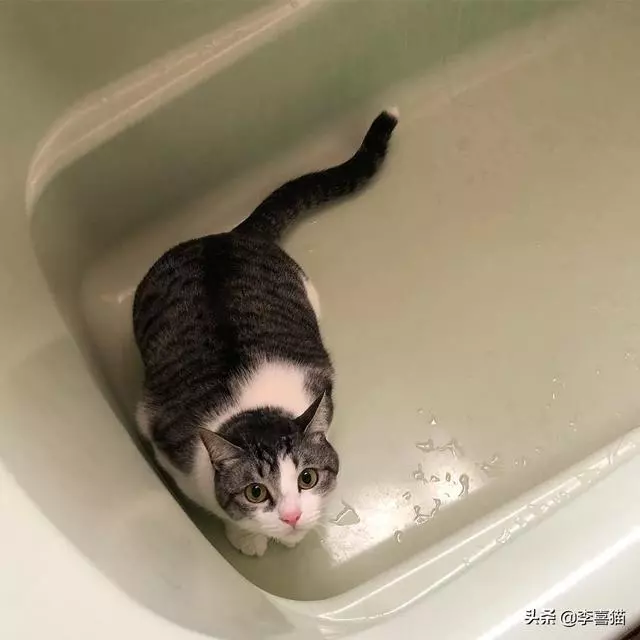 想讓貓咪的心情更加舒暢的話,鏟屎官不妨試試這五條養貓小技巧