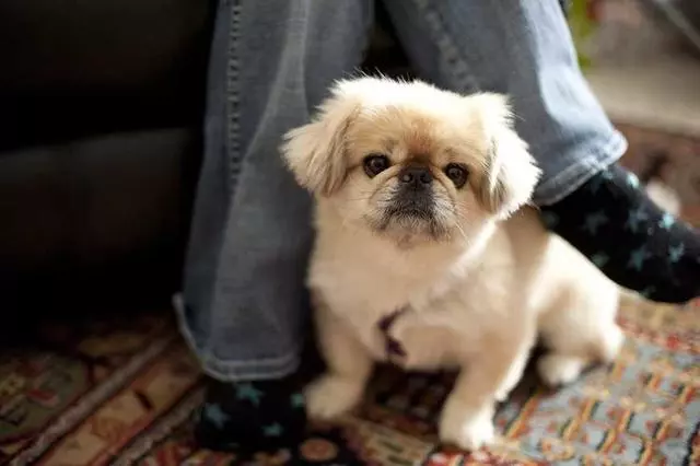 狗狗喜歡趴主人腳邊,究竟是什麼原因,讓它不嫌棄你的腳味
