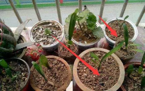 養花不要在傻傻的只知道澆水了,花都澆死了,老花農教你一個訣竅,養花都能輕鬆爆盆!