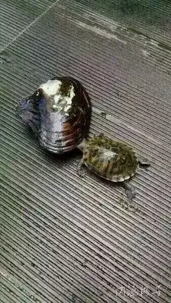30張美女搞笑圖,保證你笑到肚疼!!美女司機掛檔的手法很嫻熟啊,亮點自己找!