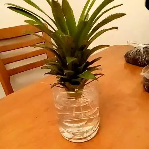 買花盆種「菠蘿」,爺爺這招一家人都看不上,3年真長出果實!