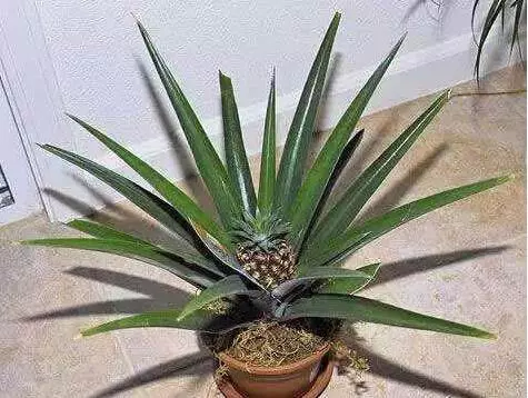 買花盆種「菠蘿」,爺爺這招一家人都看不上,3年真長出果實!