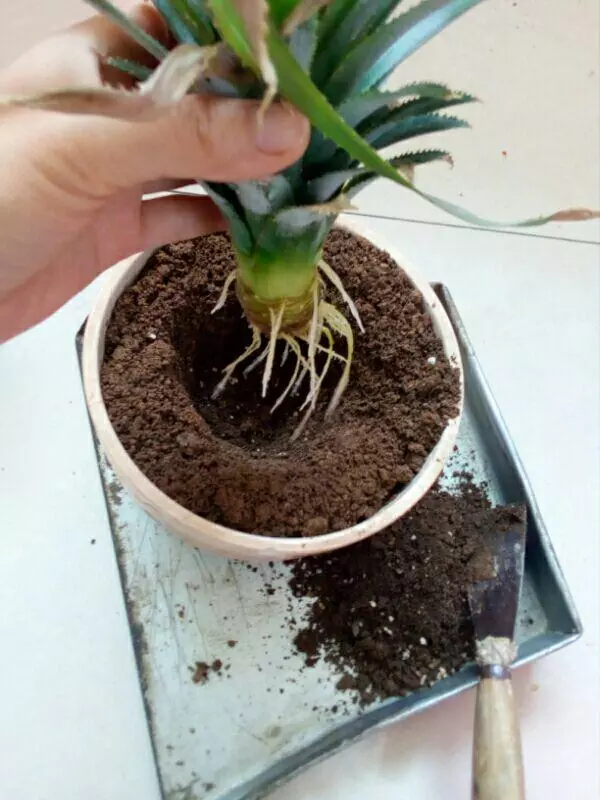 買花盆種「菠蘿」,爺爺這招一家人都看不上,3年真長出果實!