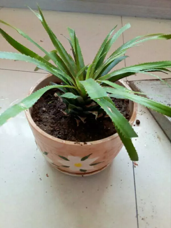 買花盆種「菠蘿」,爺爺這招一家人都看不上,3年真長出果實!