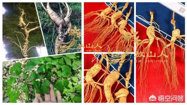 西洋參,三七,天麻,杜仲,川芎,可以泡酒吃嗎?有什麼作用嗎?