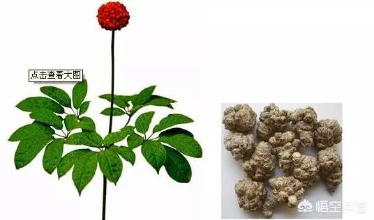 西洋參,三七,天麻,杜仲,川芎,可以泡酒吃嗎?有什麼作用嗎?