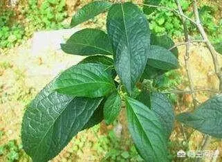西洋參,三七,天麻,杜仲,川芎,可以泡酒吃嗎?有什麼作用嗎?
