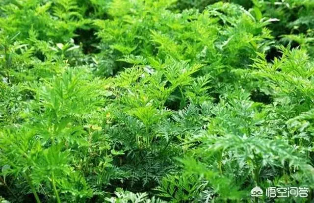 西洋參,三七,天麻,杜仲,川芎,可以泡酒吃嗎?有什麼作用嗎?
