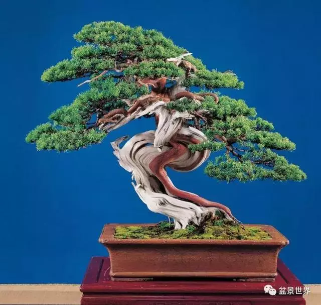 鄭誠恭真柏盆景作品欣賞,不為捨得,捨出空間,空間有美