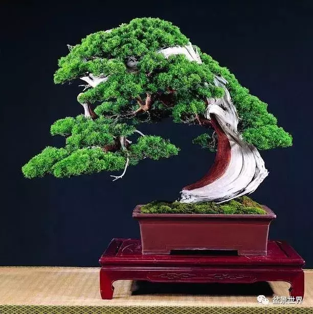 鄭誠恭真柏盆景作品欣賞,不為捨得,捨出空間,空間有美