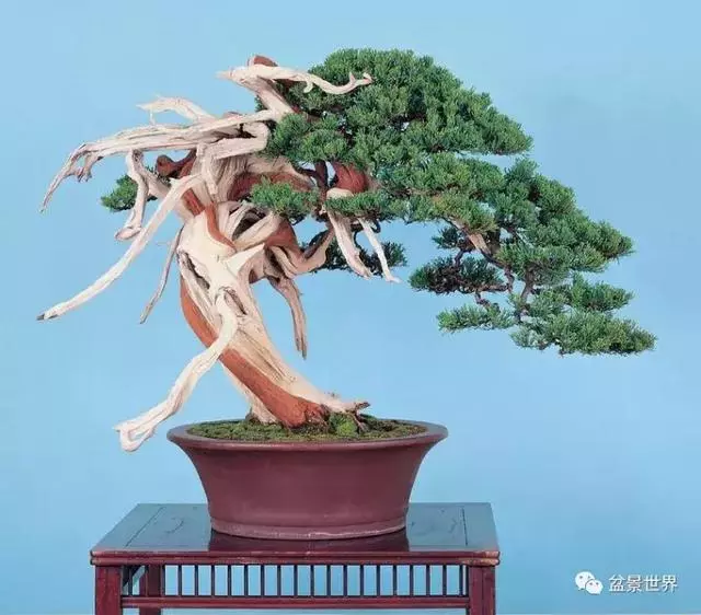 鄭誠恭真柏盆景作品欣賞,不為捨得,捨出空間,空間有美