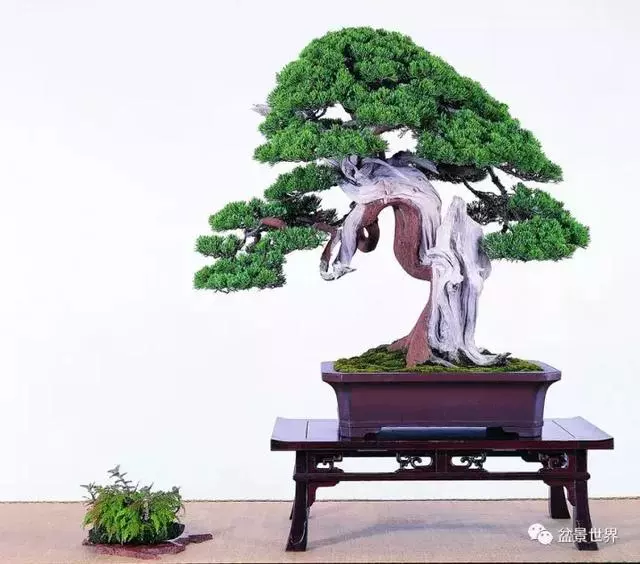 鄭誠恭真柏盆景作品欣賞,不為捨得,捨出空間,空間有美
