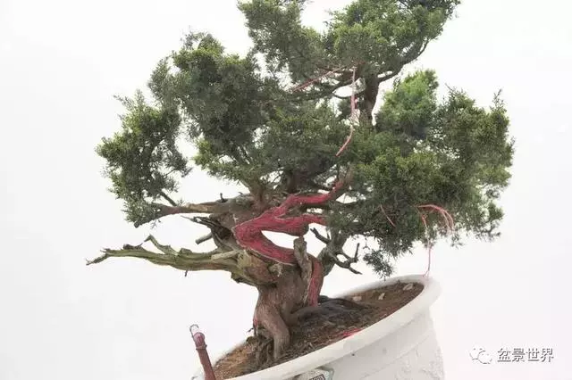 鄭誠恭真柏盆景作品欣賞,不為捨得,捨出空間,空間有美