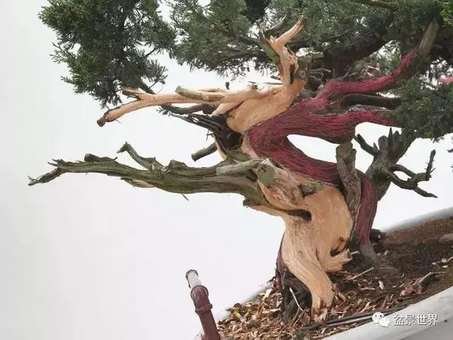 鄭誠恭真柏盆景作品欣賞,不為捨得,捨出空間,空間有美