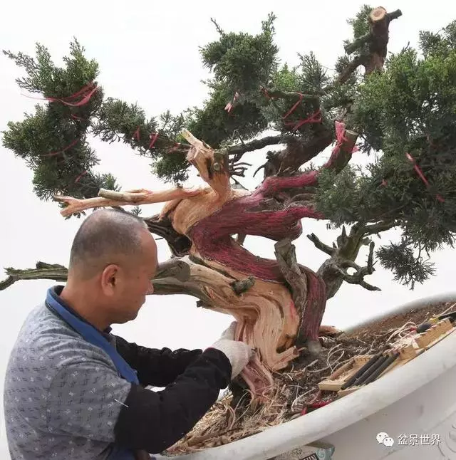 鄭誠恭真柏盆景作品欣賞,不為捨得,捨出空間,空間有美