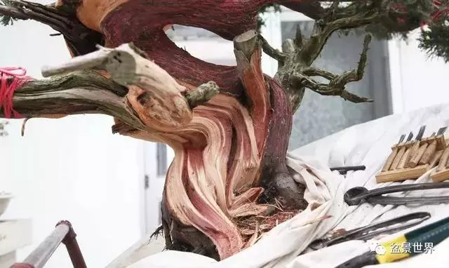 鄭誠恭真柏盆景作品欣賞,不為捨得,捨出空間,空間有美