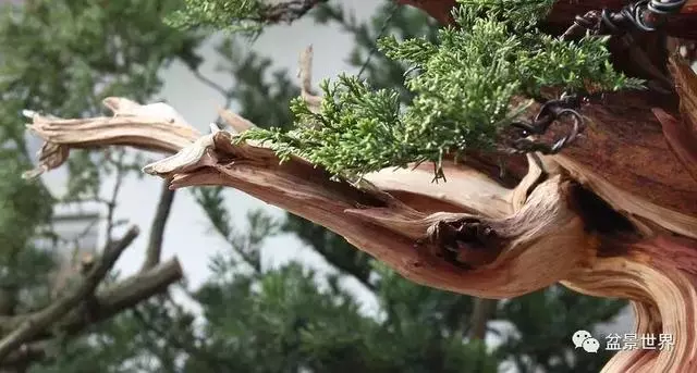 鄭誠恭真柏盆景作品欣賞,不為捨得,捨出空間,空間有美