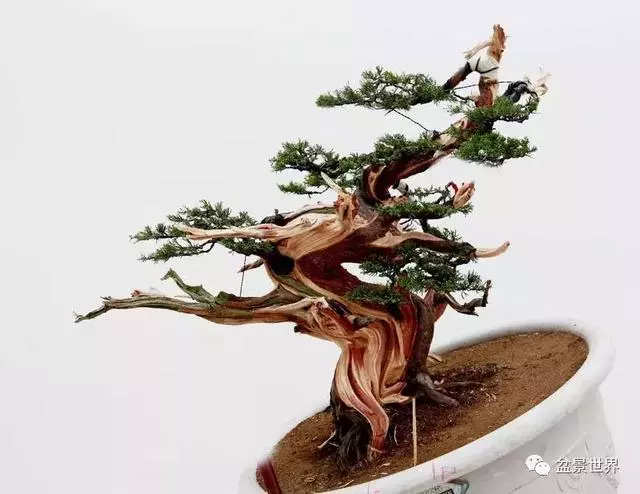 鄭誠恭真柏盆景作品欣賞,不為捨得,捨出空間,空間有美