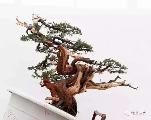 鄭誠恭真柏盆景作品欣賞,不為捨得,捨出空間,空間有美