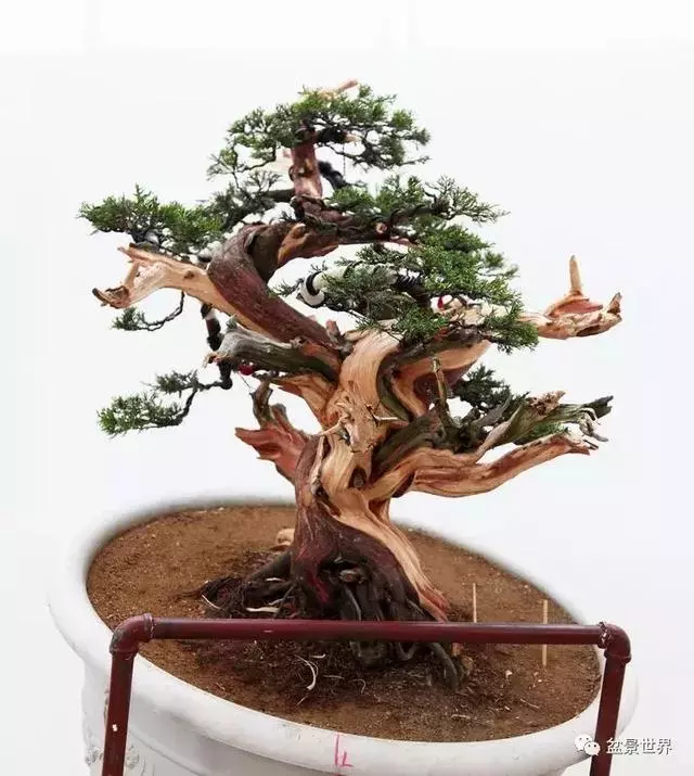 鄭誠恭真柏盆景作品欣賞,不為捨得,捨出空間,空間有美