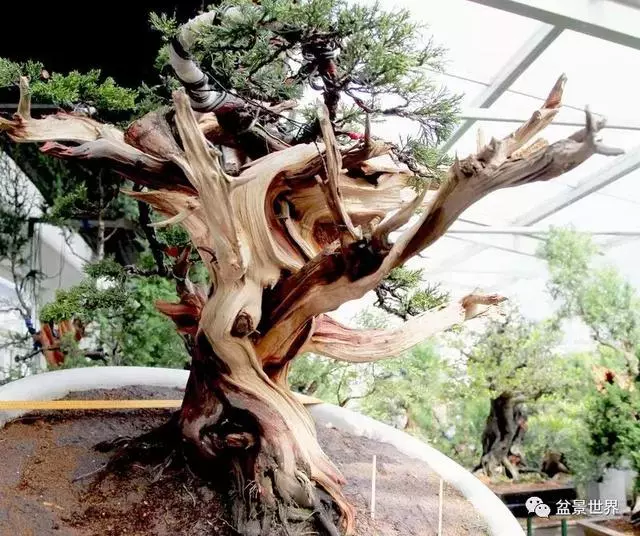 鄭誠恭真柏盆景作品欣賞,不為捨得,捨出空間,空間有美