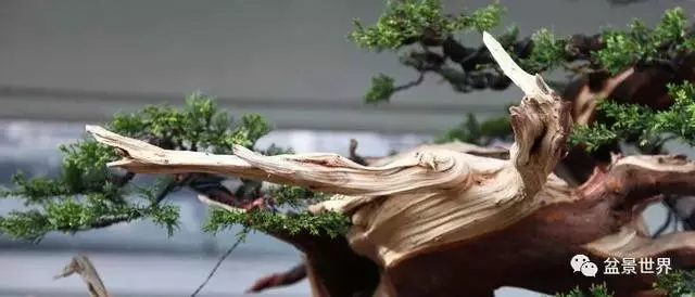 鄭誠恭真柏盆景作品欣賞,不為捨得,捨出空間,空間有美
