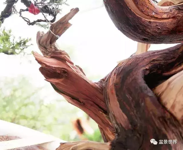 鄭誠恭真柏盆景作品欣賞,不為捨得,捨出空間,空間有美