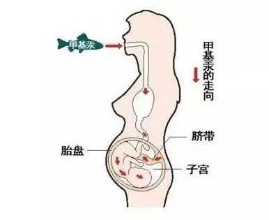 愛吃魚的朋友注意啦!吃魚頭等於吃砒霜,嚴重侵害神經組織!!!
