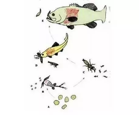愛吃魚的朋友注意啦!吃魚頭等於吃砒霜,嚴重侵害神經組織!!!