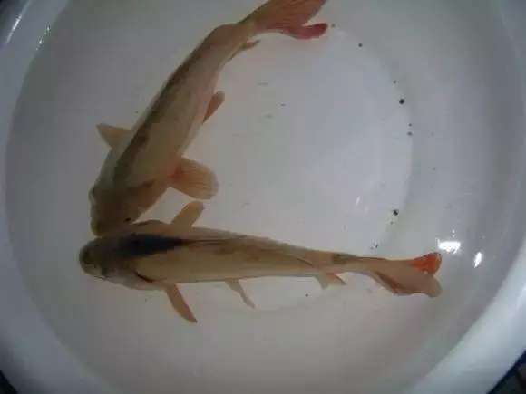 愛吃魚的朋友注意啦!吃魚頭等於吃砒霜,嚴重侵害神經組織!!!