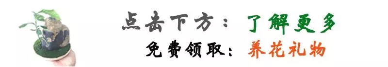 春天養花「換盆」,教你2招「舊土變新土」,再次養花,個個爆盆