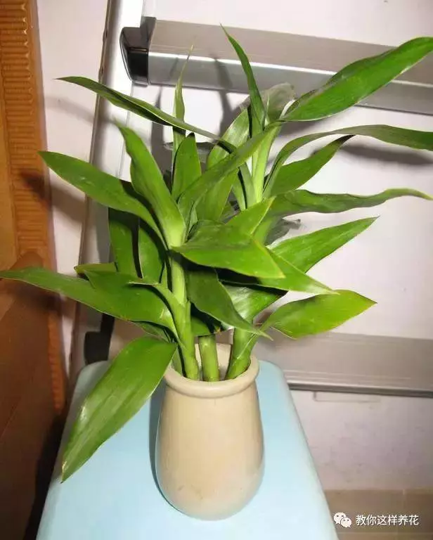 這8種花旺財又旺運,家裡一定要養一盆!看看你家有沒有?