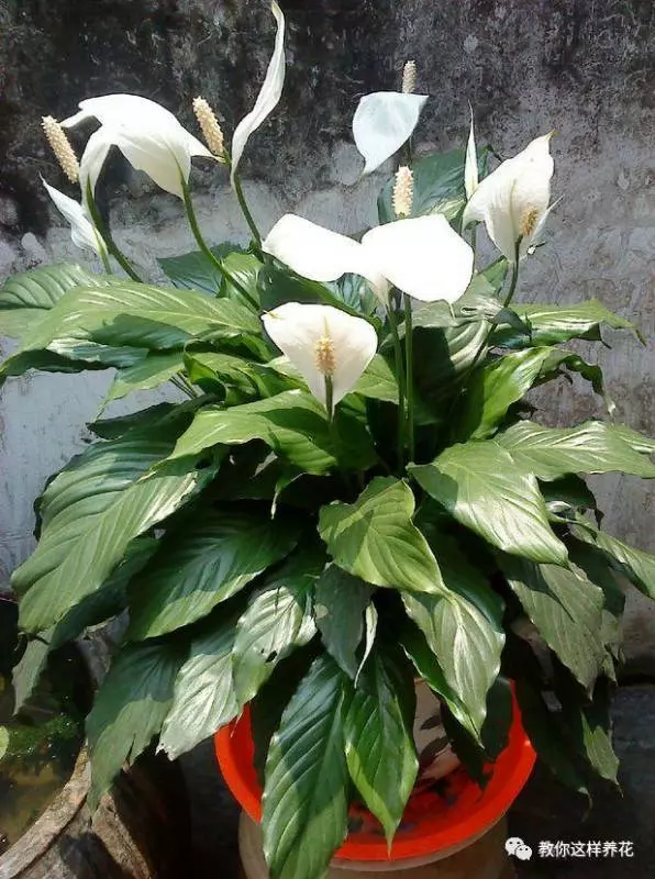 這8種花旺財又旺運,家裡一定要養一盆!看看你家有沒有?