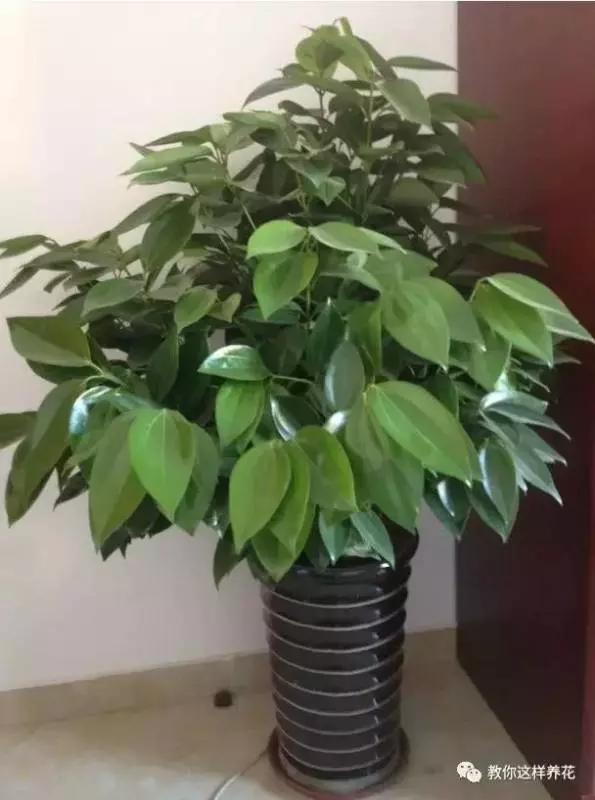 這8種花旺財又旺運,家裡一定要養一盆!看看你家有沒有?