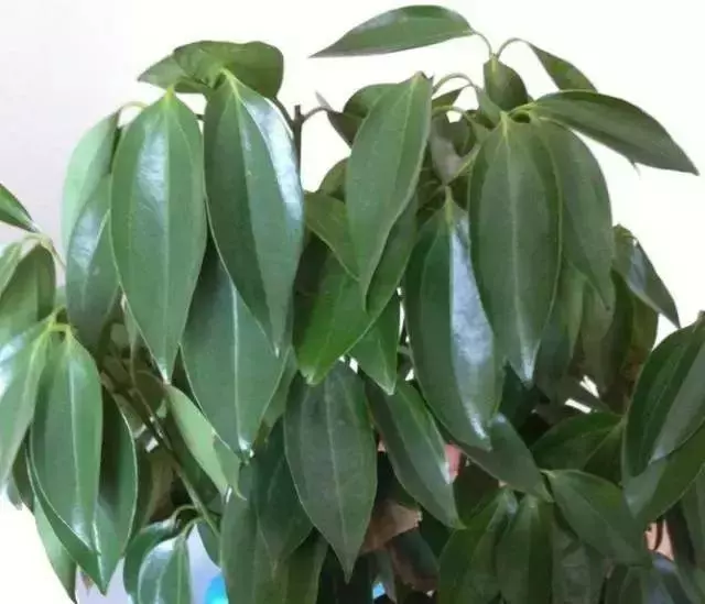 這8種花旺財又旺運,家裡一定要養一盆!看看你家有沒有?