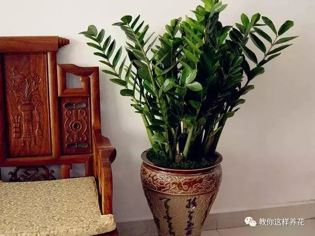 這8種花旺財又旺運,家裡一定要養一盆!看看你家有沒有?