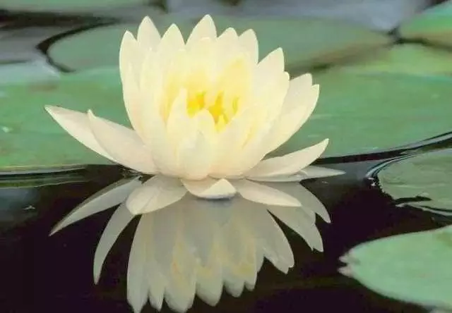 師父說:常說這兩個字,你的福氣會 越 來 越 多