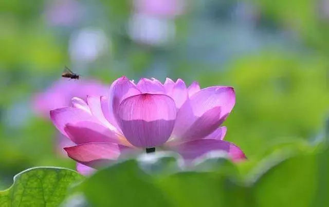 師父說:常說這兩個字,你的福氣會 越 來 越 多