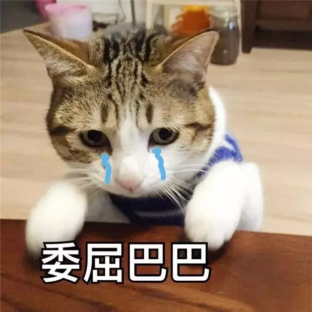 為什麼主人會被貓報復?因為錯誤的教育方法,會讓貓咪誤解!