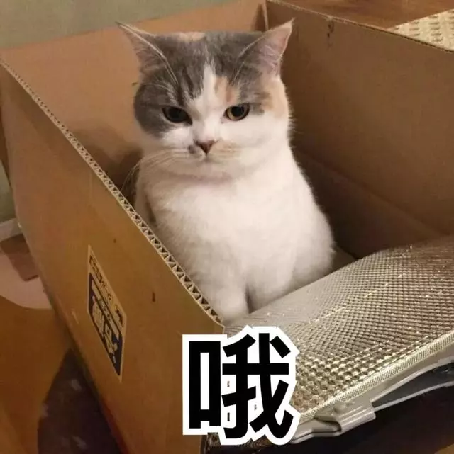 為什麼主人會被貓報復?因為錯誤的教育方法,會讓貓咪誤解!
