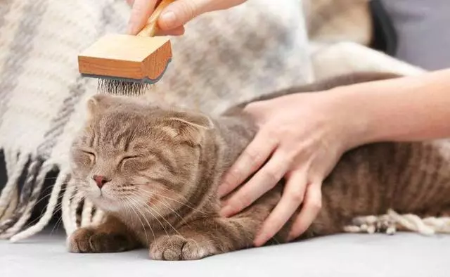 貓咪討厭的十件事:和天敵狗狗相比,它們更不喜歡第一個動物