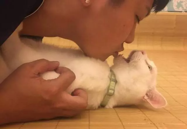 貓咪討厭的十件事:和天敵狗狗相比,它們更不喜歡第一個動物