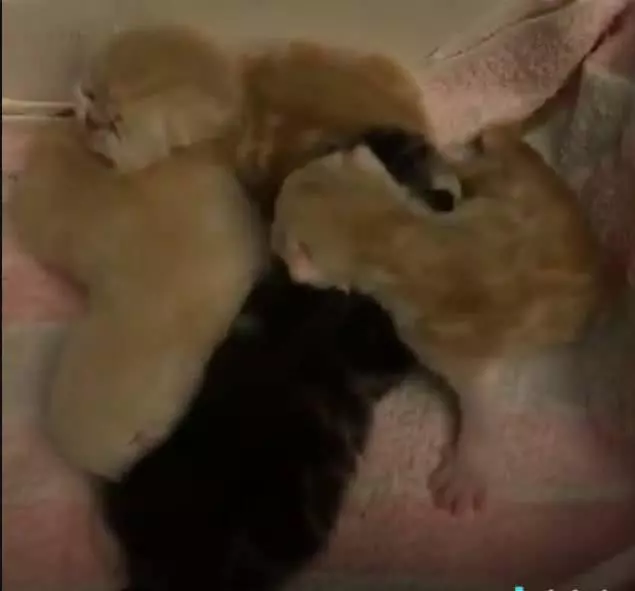 貓爸爸懷疑自家寶寶不是親生的,一臉憂愁:要不要找隔壁老王拚命