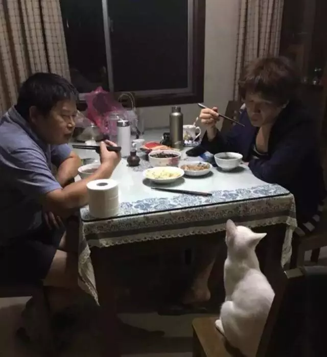 曾經不讓養貓的爸媽,現在把貓寵上了天,鏟屎官變成了撿來的孩子