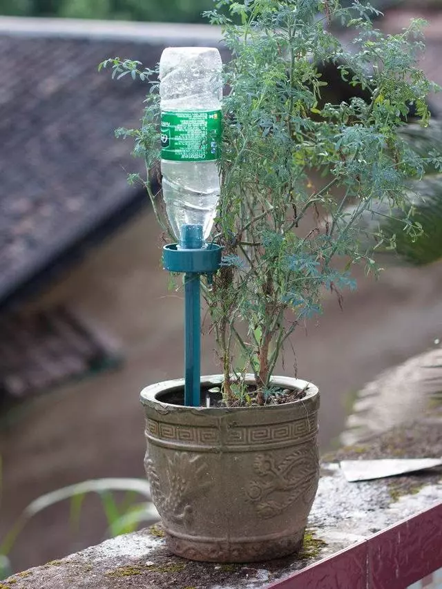 把空水瓶埋進花盆裡,再也不擔心澆水問題,廢物變成養花神器