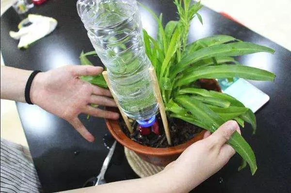 把空水瓶埋進花盆裡,再也不擔心澆水問題,廢物變成養花神器