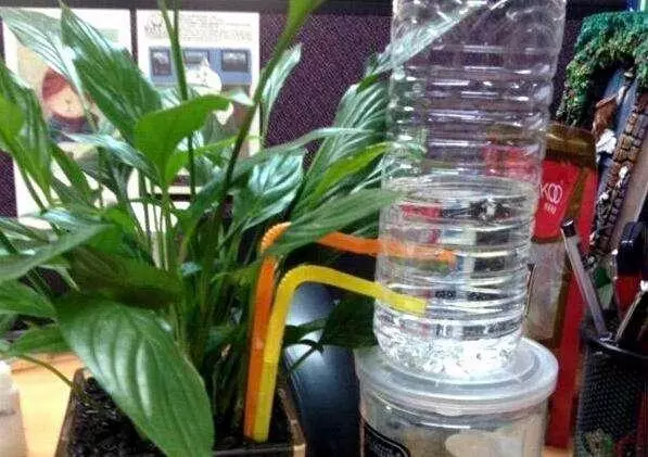把空水瓶埋進花盆裡,再也不擔心澆水問題,廢物變成養花神器