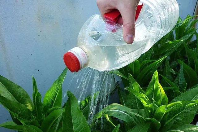 把空水瓶埋進花盆裡,再也不擔心澆水問題,廢物變成養花神器